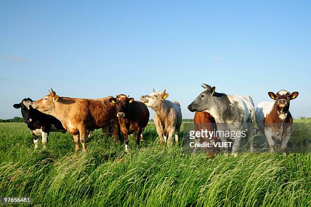 group of cows in a meadow - koe stockfoto's en -beelden