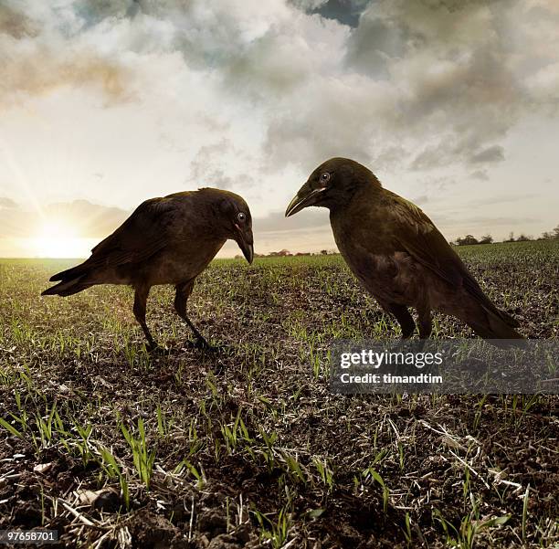 two ravens in the field - rabe stock-fotos und bilder