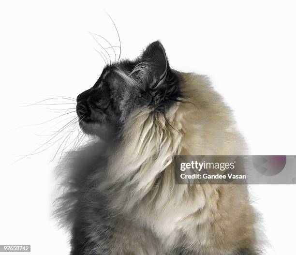 Contorted Cat Cat Contorted Photos and Premium High Res Pictures - Getty Images