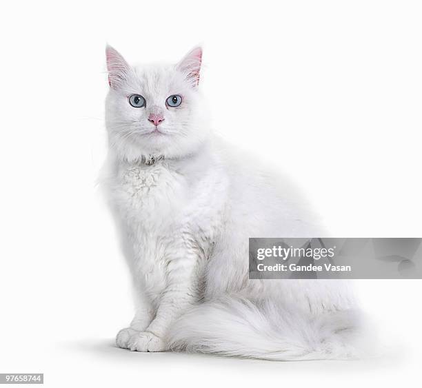 portrait of white cat - cat and white background stockfoto's en -beelden