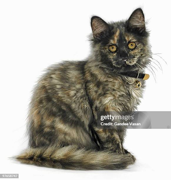 black and ginger molly cat - gandee stock pictures, royalty-free photos & images