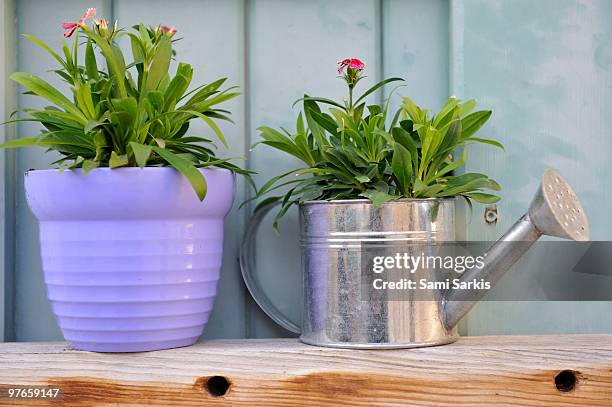 plants in a watering canin and pot, close-up - morestel photos et images de collection