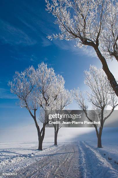 frozen trees and fog french riviera hinterland - caille stockfoto's en -beelden
