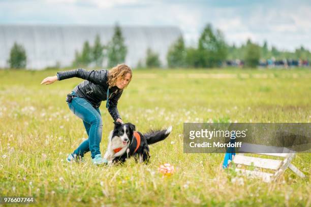 border collie dog starts race - border collie stock pictures, royalty-free photos & images