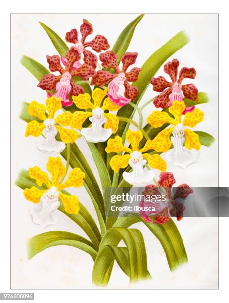 stockillustraties, clipart, cartoons en iconen met plantkunde planten antieke gravure illustratie: vanda insignis, orchidee - vandaceous