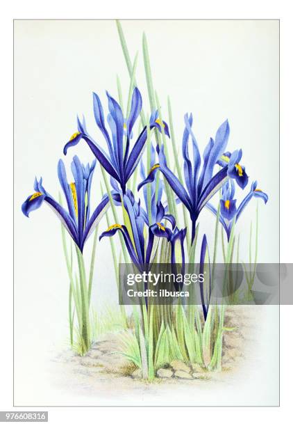 botany plants antique engraving illustration: iris reticulata, netted iris - iris reticulata stock illustrations
