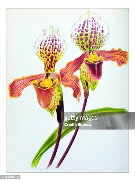 ilustrações, clipart, desenhos animados e ícones de plantas de botânica antiga ilustração de gravura: insigne cypripedium, paphiopedilum insigne - insigne