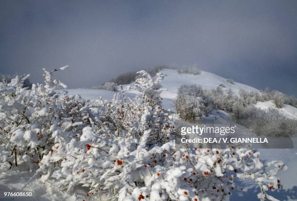 Snow and soft rime on a wild dog rose bush , San Paolo, Lombardy, Italy.