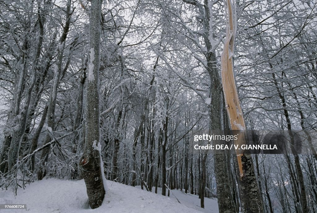 Soft rime on trees in a beech forest