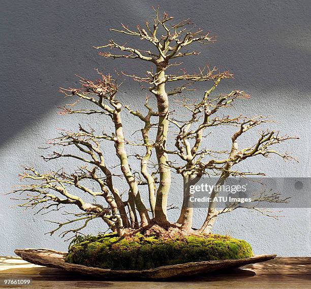 bonsai tree - bonsai tree ストックフォトと画像