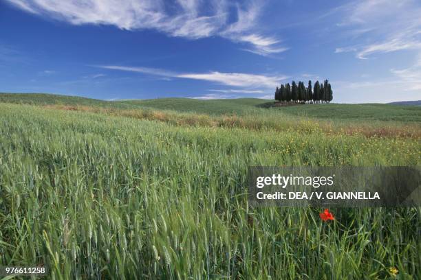 Wheat fields with Cypress trees, Val d'Orcia , Tuscany, Italy.