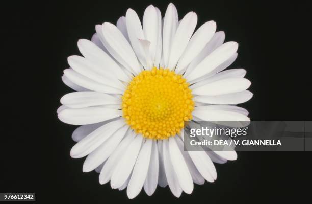 Common daisy flower, Asteraceae, Tuscan Archipelago, Tuscany, Italy.