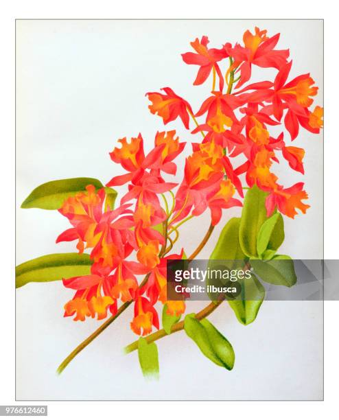 247 fotos de stock e banco de imagens de Epidendrum - Getty Images