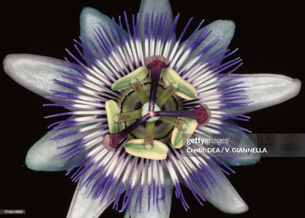 Blue passionflower flower, Passifloraceae