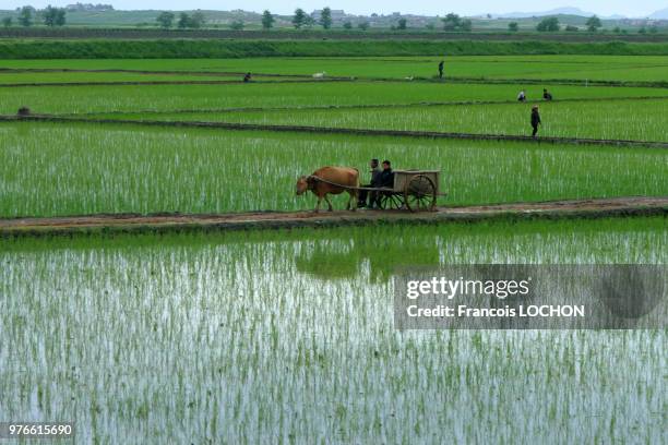 Rizière près de Pyongyang, en Corée du Nord, le 10 juin 2018.