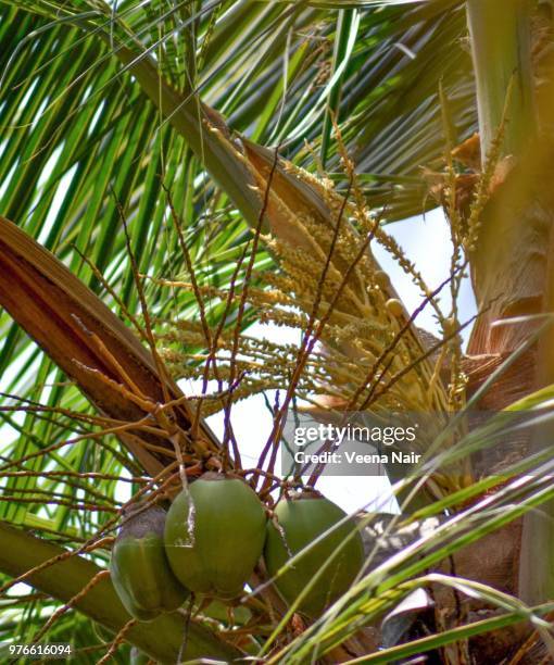 tender coconuts and coconut blossoms/kerala - kokospalme stock-fotos und bilder