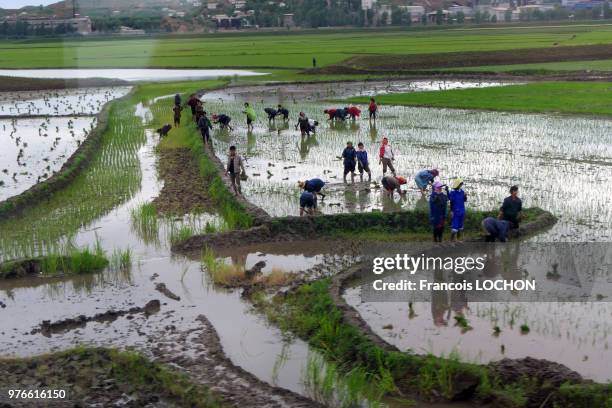 Rizière près de Pyongyang, en Corée du Nord, le 10 juin 2018.