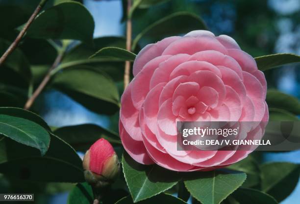 Higo Kobai camellia flower, Theaceae.