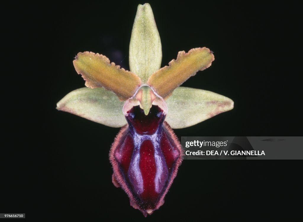 Ophrys incubacea orchid, Gargano national park