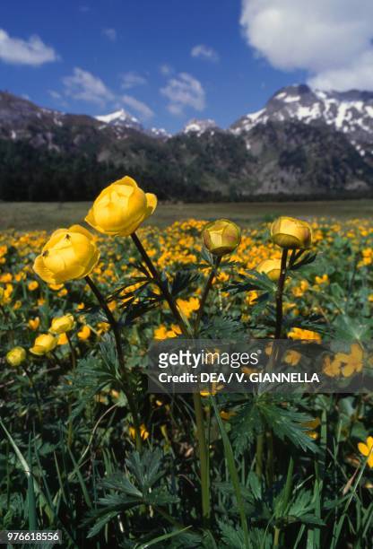 Blooming Globeflowers , Ranunculaceae, Piedmont, Italy.