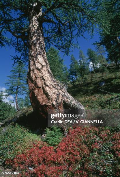 Larch wood , Pinaceae, Piedmont, Italy.