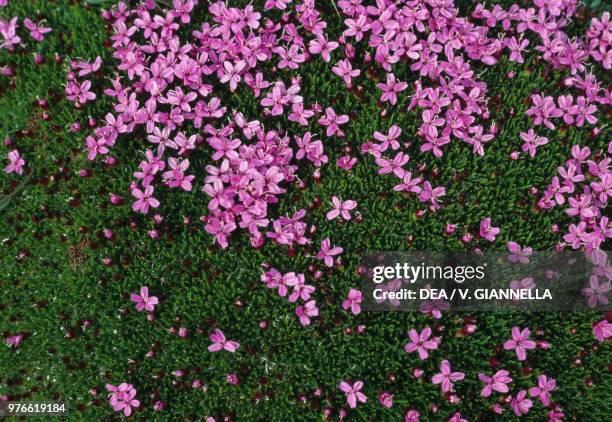 Common soapwort flowers, Caryophyllaceae, Anzasca Valley, Piedmont, Italy.