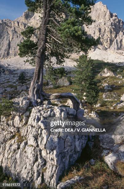 Stone Pine , Ampezzo Valley, Veneto, Italy.