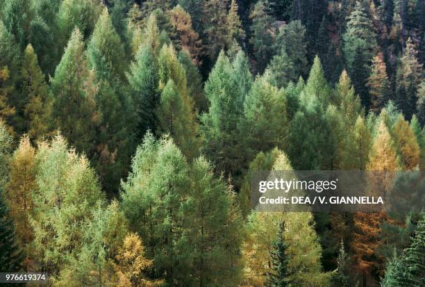 Larch trees in early autumn, Ampezzo Valley, Veneto, Italy.