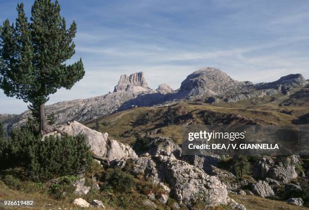 Stone Pine near the Falzarego Pass with Mount Averau and the Croda Negra in the background, Dolomites, Veneto, Italy.