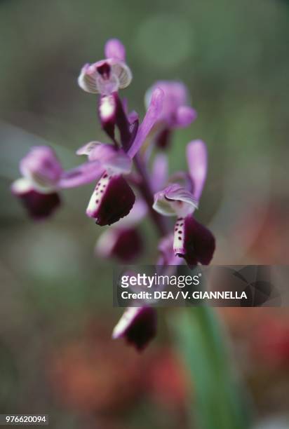 Long-spurred orchid , Orchidaceae, Sardinia, Italy.