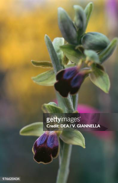 Sombre bee-orchid , Orchidaceae, Gargano national park, Apulia, Italy.