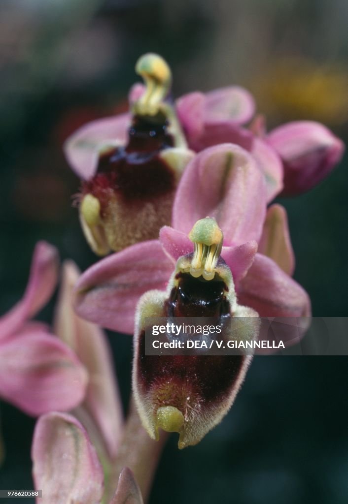Sawfly orchid, Orchidaceae, Italy