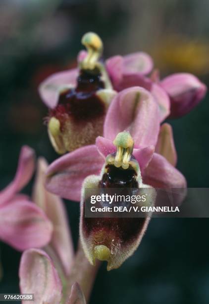 Sawfly orchid, Orchidaceae, Italy, News Photo