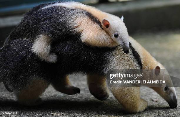 Female anteater carries her baby at the zoo in Rio de Janeiro, Brazil on March 9, 2010. The baby the first to be born of their species in captivity...