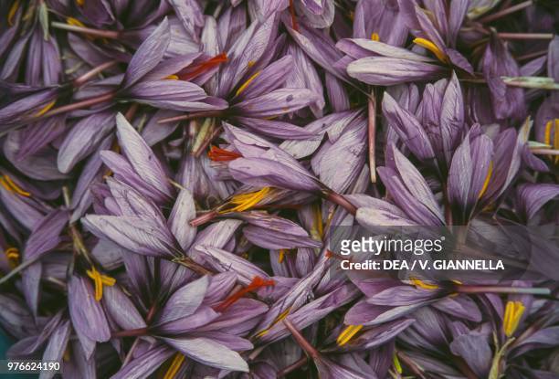 Saffron crocus flowers, Gran Sasso national park, Abruzzo, Italy.