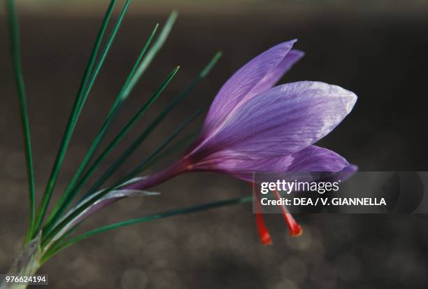 Saffron crocus flower, Gran Sasso national park, Abruzzo, Italy.