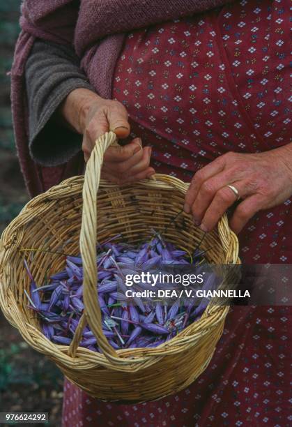 Saffron crocus flowers just harvested, saffron production, Gran Sasso national park, Abruzzo, Italy.