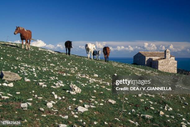 Grazing horses, Gargano, Apulia, Italy.