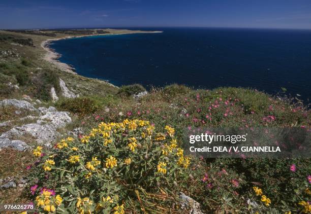 Blooming Jerusalem Sage and Grey-leaved Cistus along the Orte Bay between Punta Faci and Punta Palascia-Capo d'Otranto, Salento, Apulia, Italy.