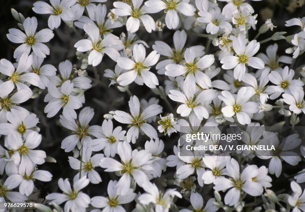 Spring Sandwort flowers, Caryophyllaceae, Pintura di Bolognola, Marche, Italy.