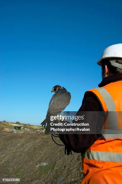 Birds of prey are increasingly being used as a highly efficient and effective means of vermin control They are successfully employed in city centres,...