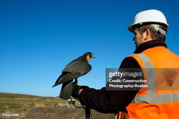 Birds of prey are increasingly being used as a highly efficient and effective means of vermin control They are successfully employed in city centres,...