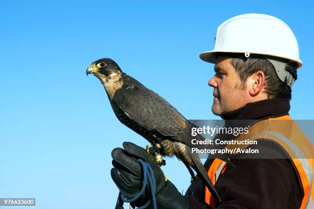 Birds of prey are increasingly being used as a highly efficient and effective means of vermin control They are successfully employed in city centres,...