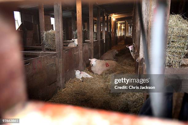 Sheep and lambs look on in the lambing sheds of Gwndwnwal Farm on March 11, 2010 in Brecon, Wales. Dai Brute runs Gwndwnwal Farm in Llan-Talyllyn,...