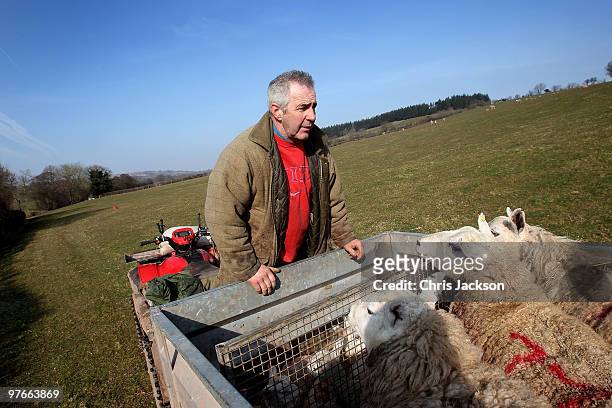 Farmer Dai Brute surveys sheep in one of his fields at Gwndwnwal Farm on March 11, 2010 in Brecon, Wales. Dai Brute runs Gwndwnwal Farm in...