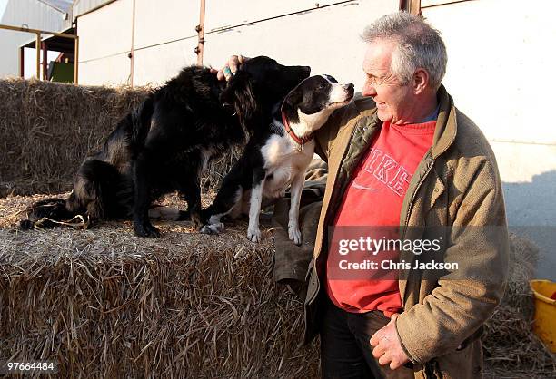 Farmer Dai Brute rewards his farm dogs after a days work at Gwndwnwal Farm on March 11, 2010 in Brecon, Wales. Dai Brute runs Gwndwnwal Farm in...