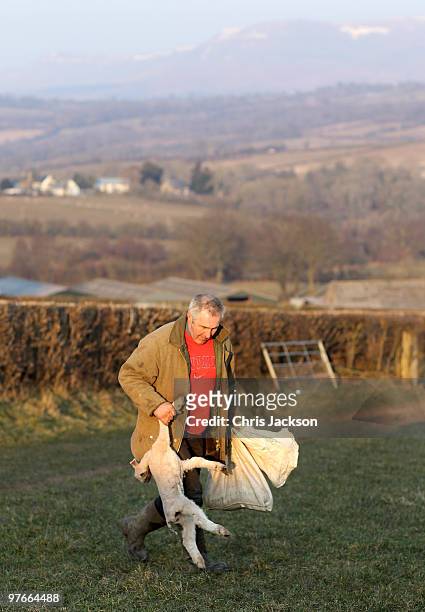 Farmer Dai Brute picks up a dead lamb from his fields at Gwndwnwal Farm on March 11, 2010 in Brecon, Wales. Dai Brute runs Gwndwnwal Farm in...