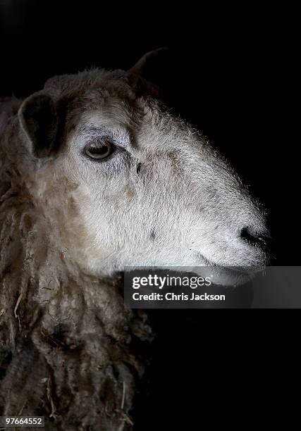 Sheep looks on in the lambing sheds of Gwndwnwal Farm on March 11, 2010 in Brecon, Wales. Dai Brute runs Gwndwnwal Farm in Llan-Talyllyn, Brecon with...