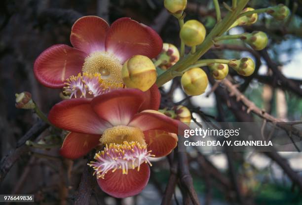 Cannonball tree flowers, Lecythidaceae, Seychelles.