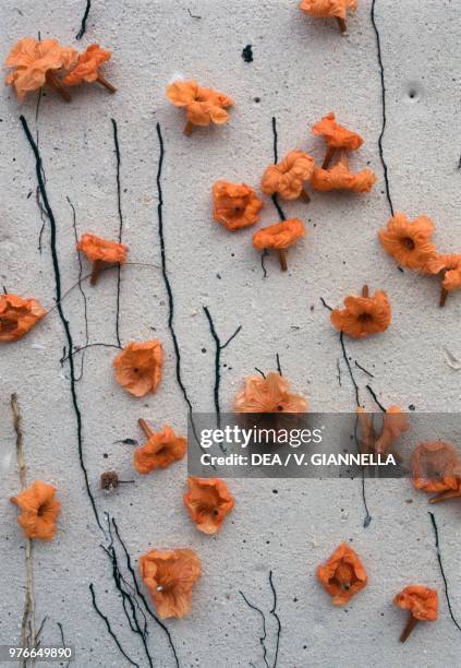 Geiger tree flowers, Boraginaceae, Seychelles.
